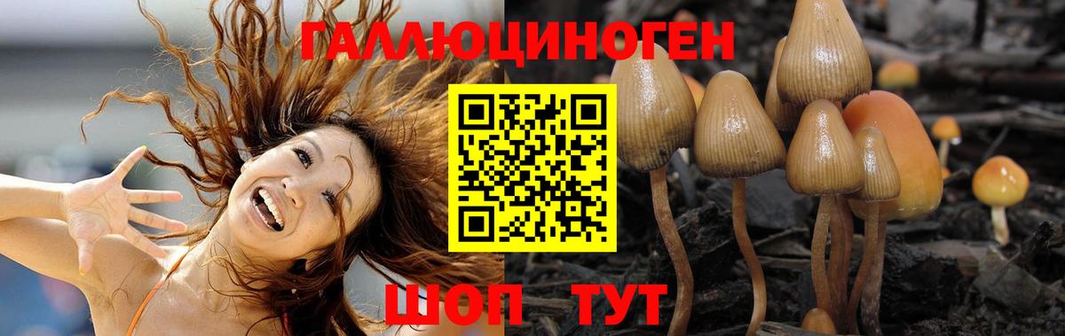 Псилоцибиновые грибы мицелий Гурьевск